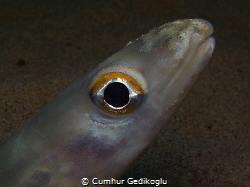 Ariosoma balearicum
Bandtooth conger by Cumhur Gedikoglu 